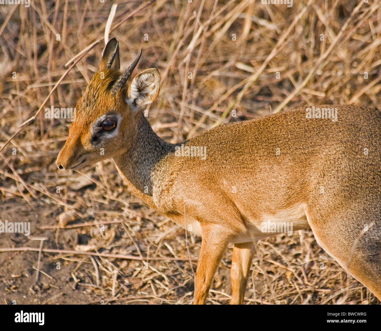 A small dik dik (a type of antelope) looks skittishly at the new visitors on an African safari. Stock Photo