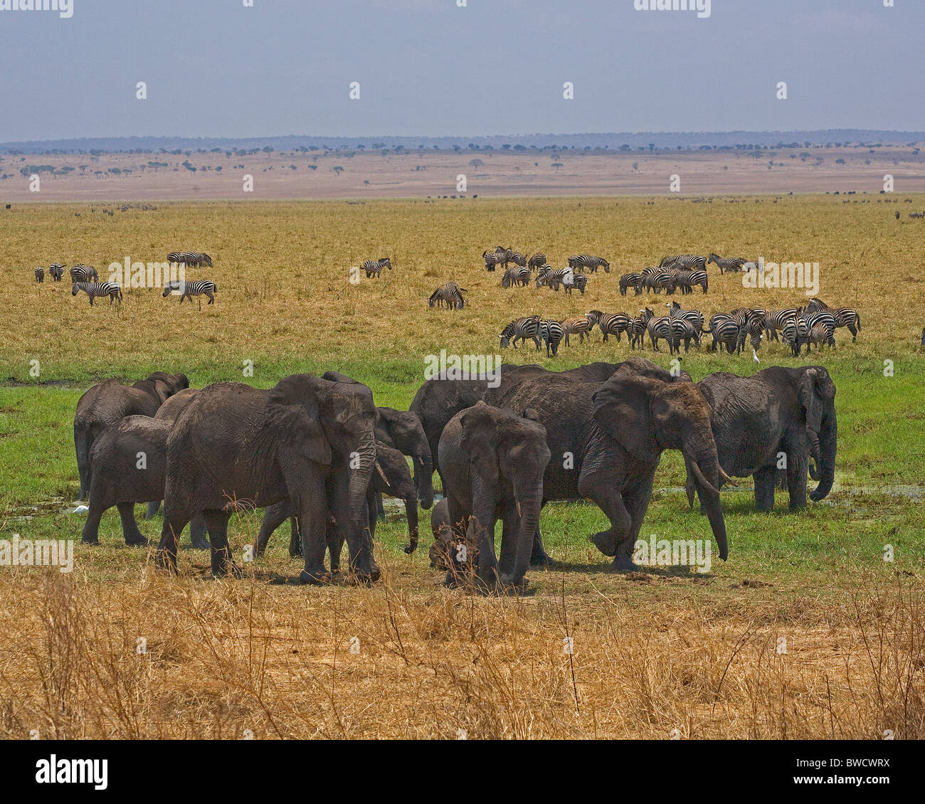 A large herd of elephants on the edge of the swamp, with zebras and other wildlife behind them