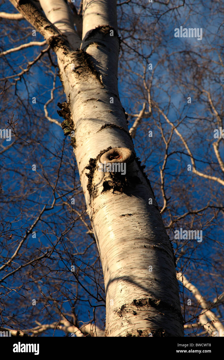 birch tree Stock Photo