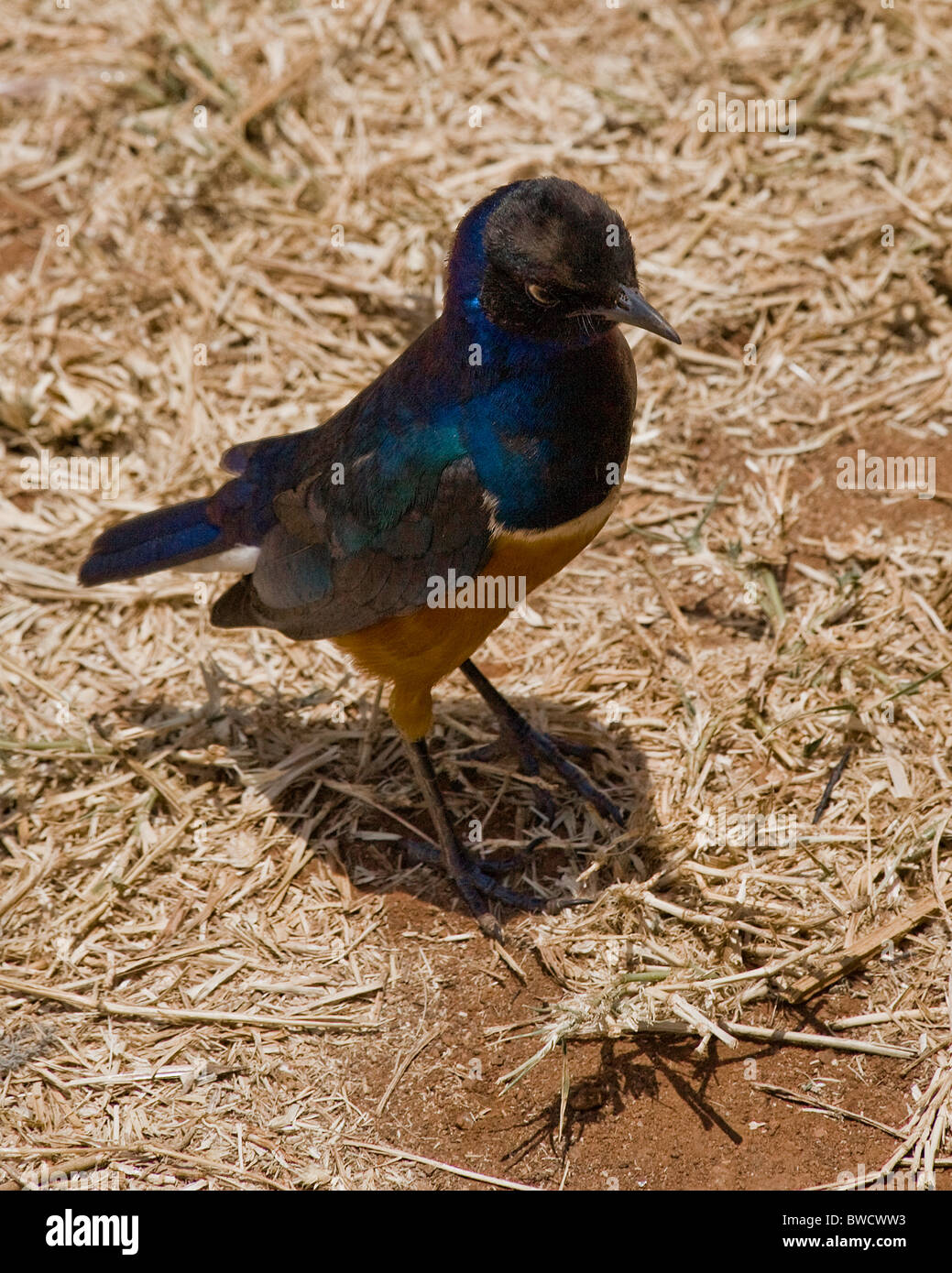 A spectacular Hildebrant's Starling waits for lunch scraps in the African savanna. Stock Photo