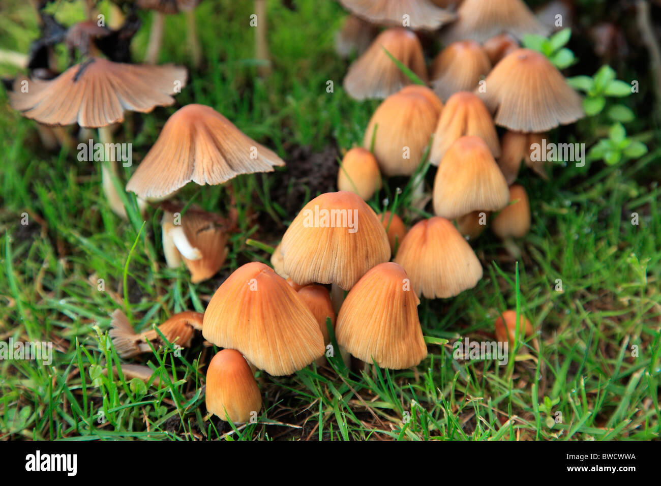 Bunch of mushrooms vancouver island hires stock photography and images