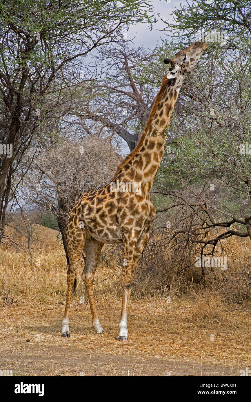 A giraffe munches contentedly on high branches on an African safari. Stock Photo