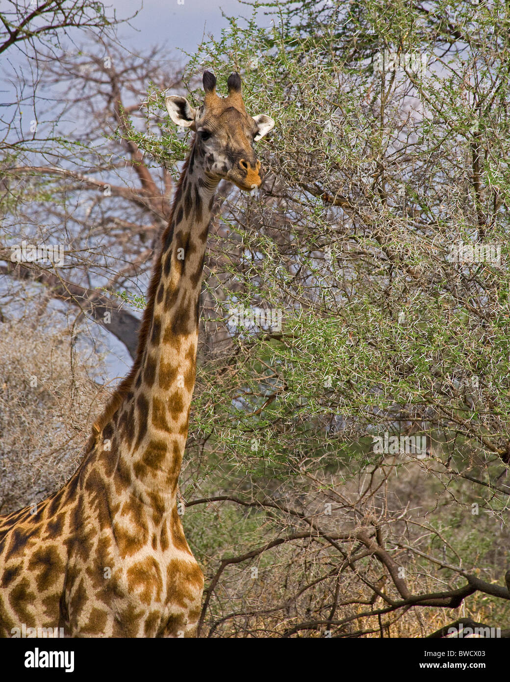 A giraffe pauses from foraging to inspect the visitors on a Tanzanian safari. Stock Photo