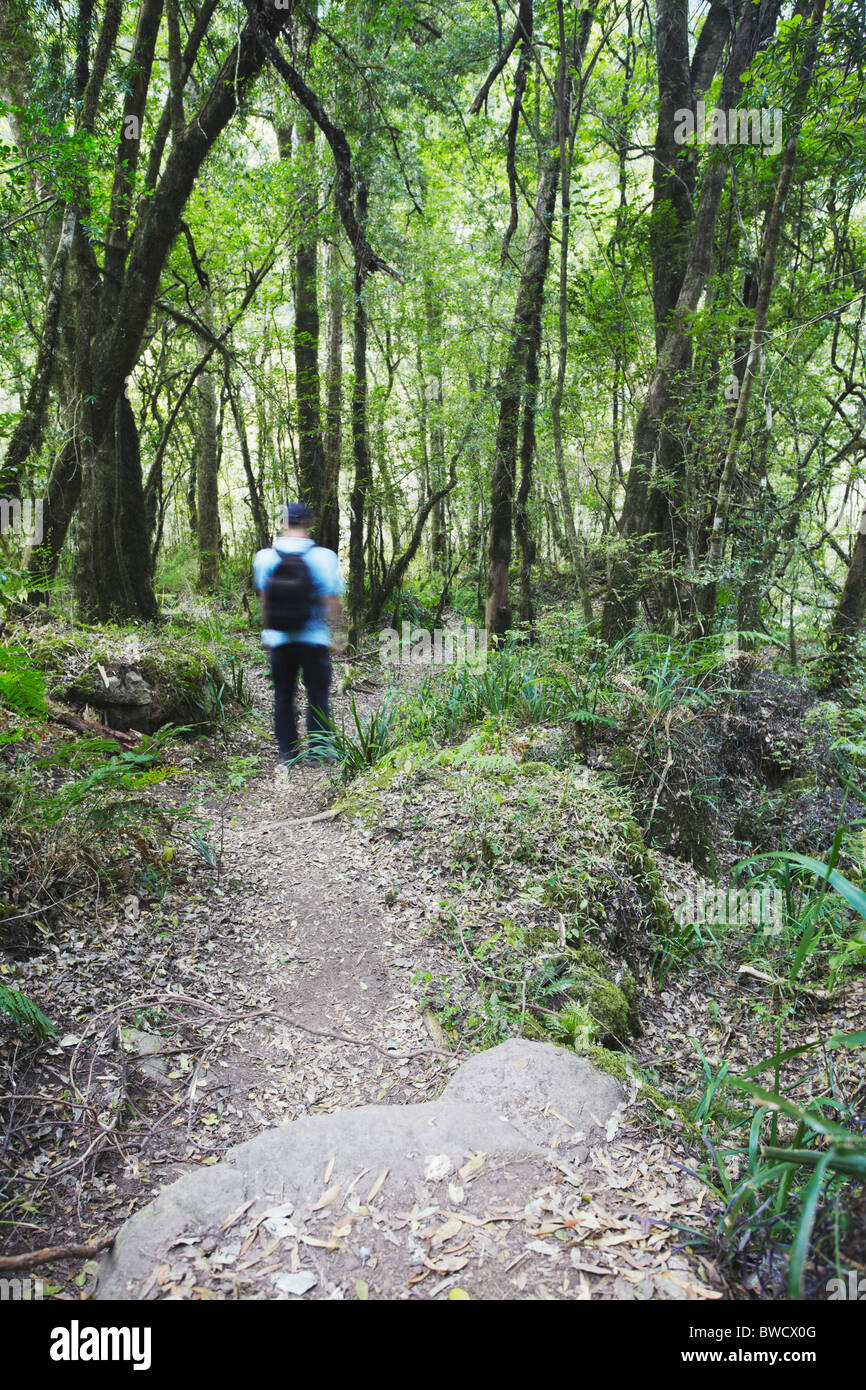 Man hiking in Monk's Cowl Nature Reserve, Ukhahlamba-Drakensberg Park, KwaZulu-Natal, South Africa Stock Photo