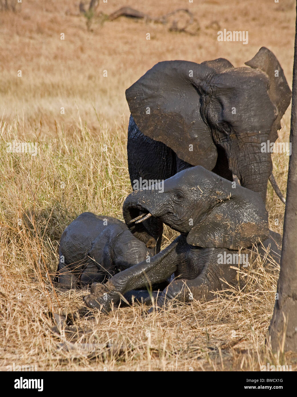 A mother and calf elephants throw dust at themselves after rolling in