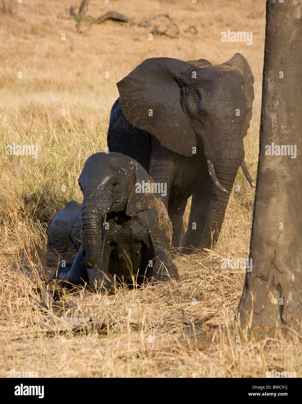 Babar Elephant Stock Photos & Babar Elephant Stock Images Alamy