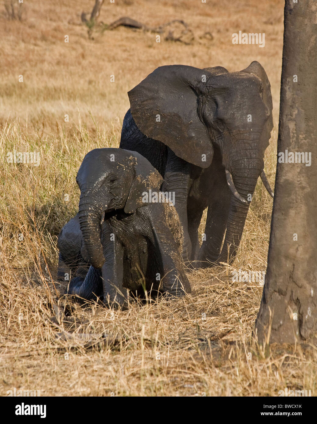 A mother and calf elephants throw dust at themselves after rolling in