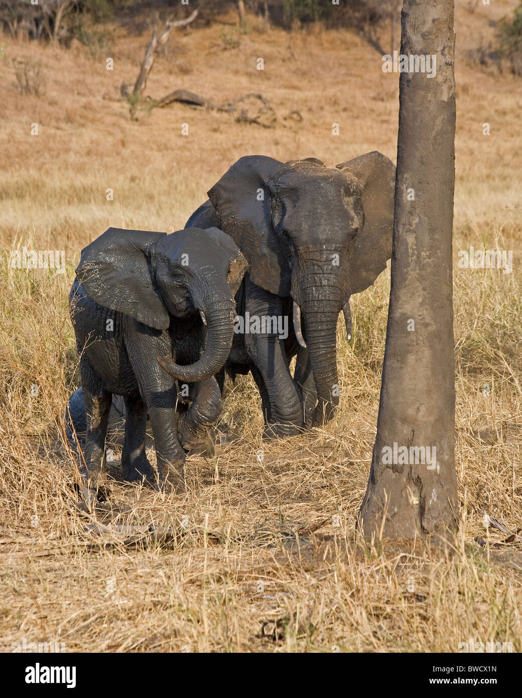 A mother and calf elephants throw dust at themselves after rolling in