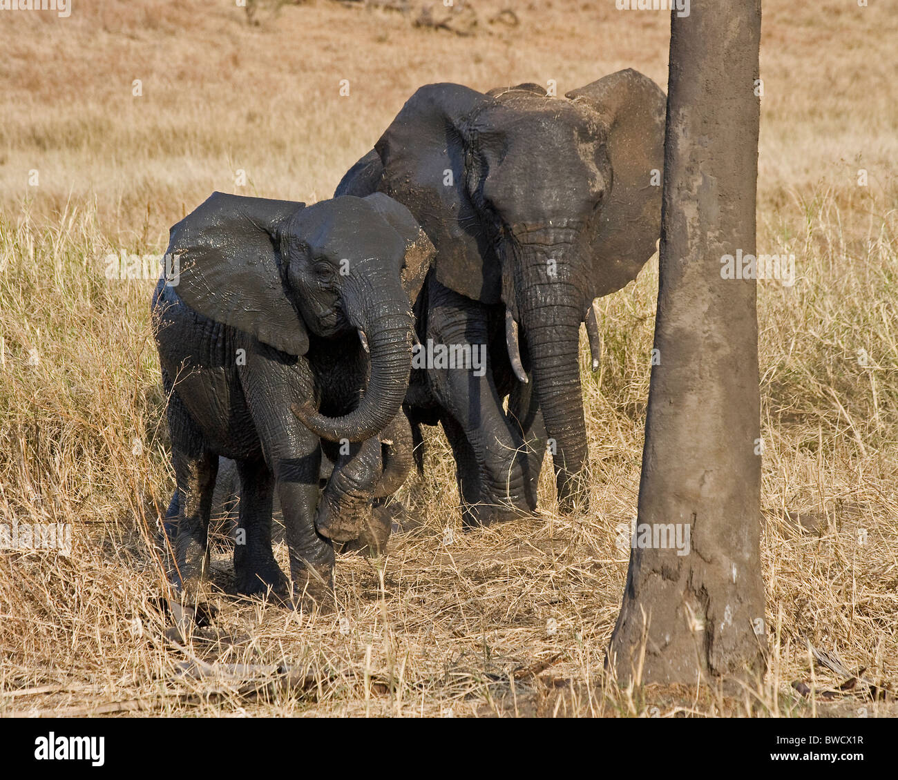 List 90+ Pictures Why Do Elephants Throw Dirt On Their Back Updated