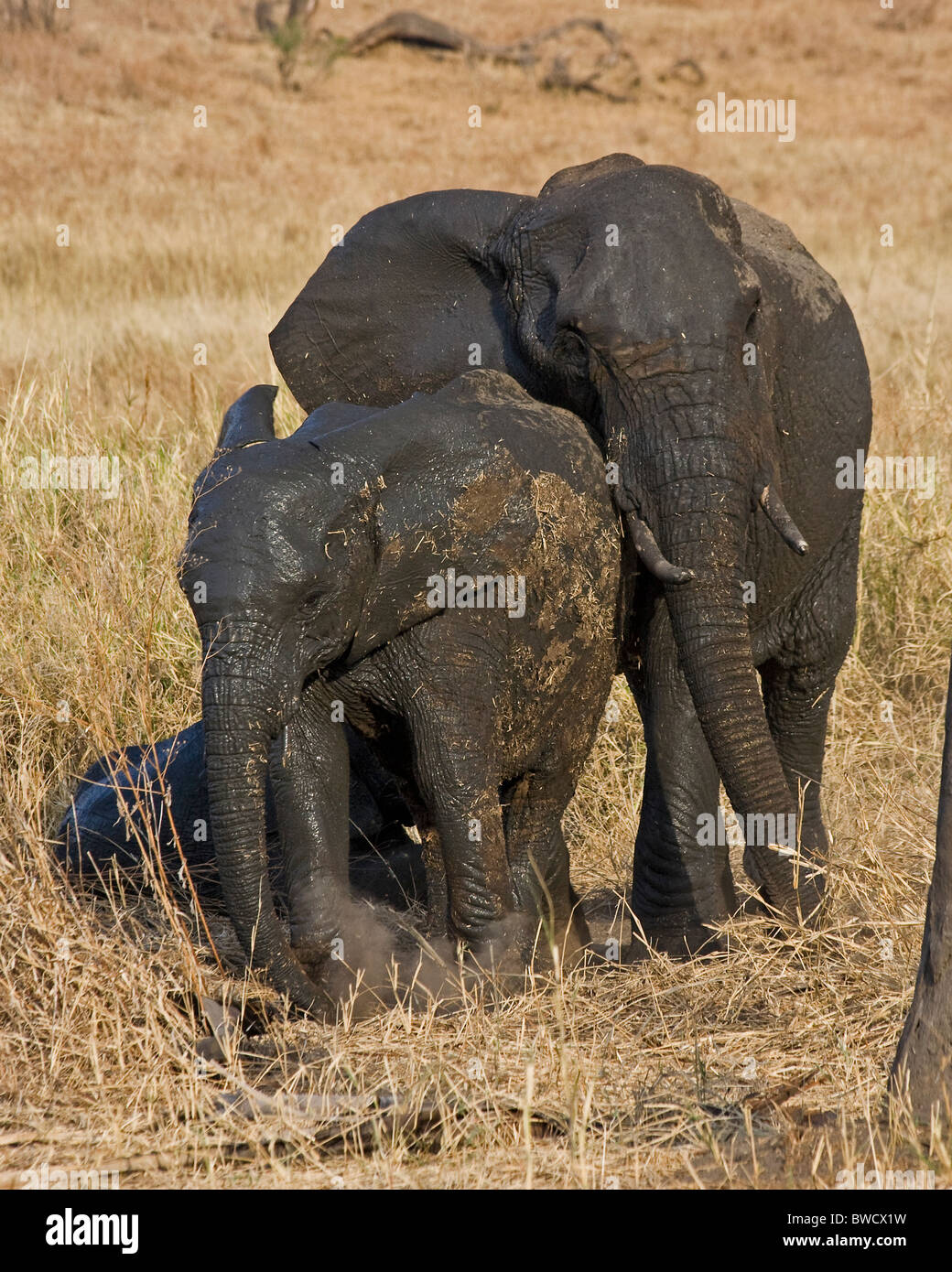 Elephant rolling in mud hi-res stock photography and images - Alamy