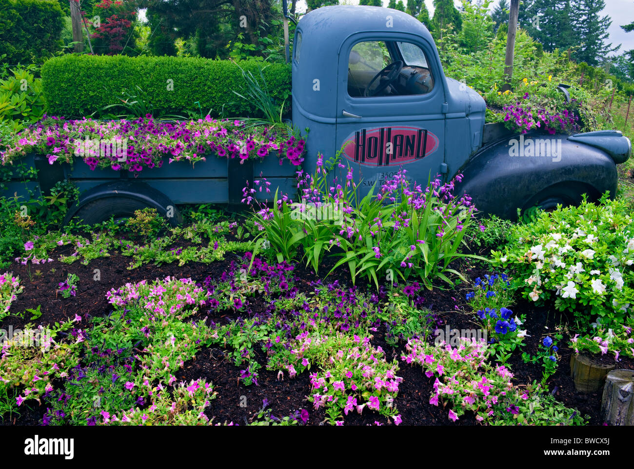 A truck bed of summer petunias on display. Stock Photo