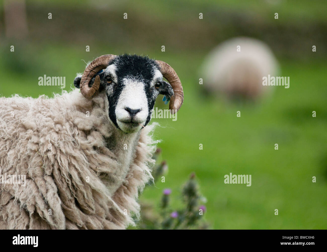 A Ram in a field in the Peak district, UK Stock Photo - Alamy