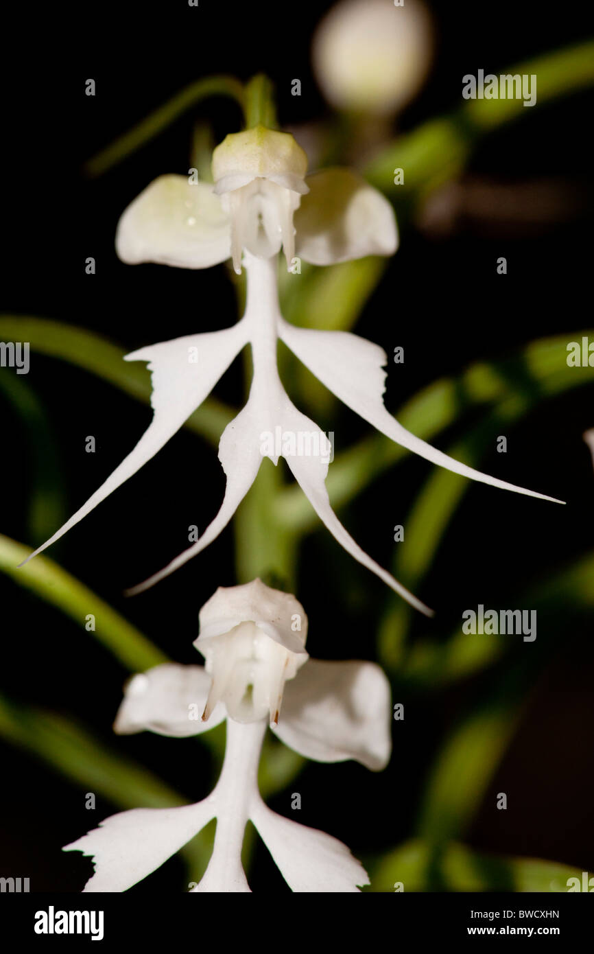 White orchid, Habenaria crinifera, at Peradeniya Botanic Gardens, Sri lanka Stock Photo