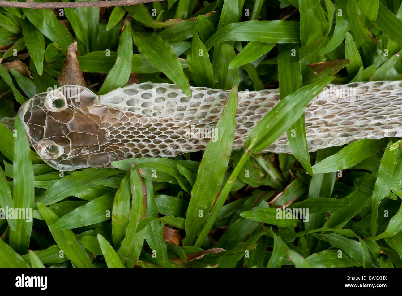 Sloughed snake skin at Peradeniya Botanic Gardens, Sri Lanka Stock Photo