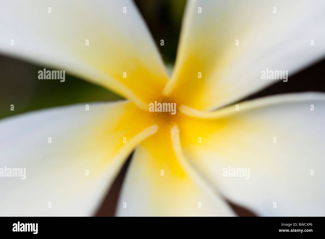 Yellow and white tropical flower in closeup, Sri Lanka Stock Photo
