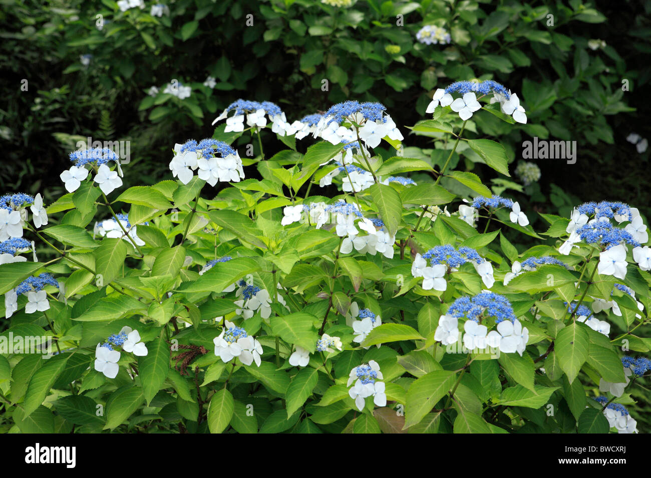 Japan flowers hi-res stock photography and images - Alamy