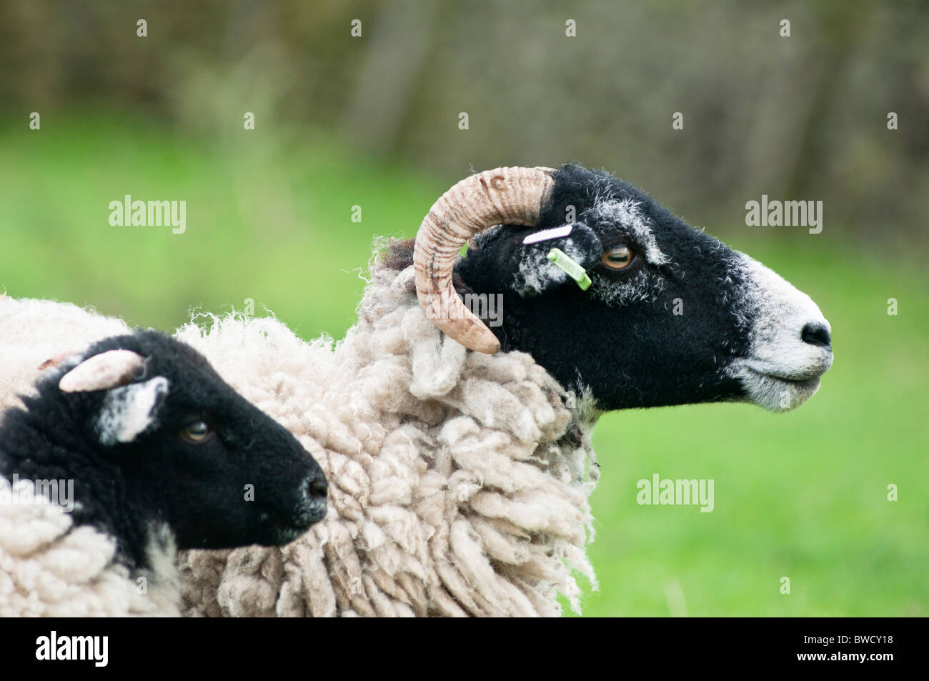 Father and son. A ram and a baby sheep in the Derbyshire Dales, UK Stock Photo