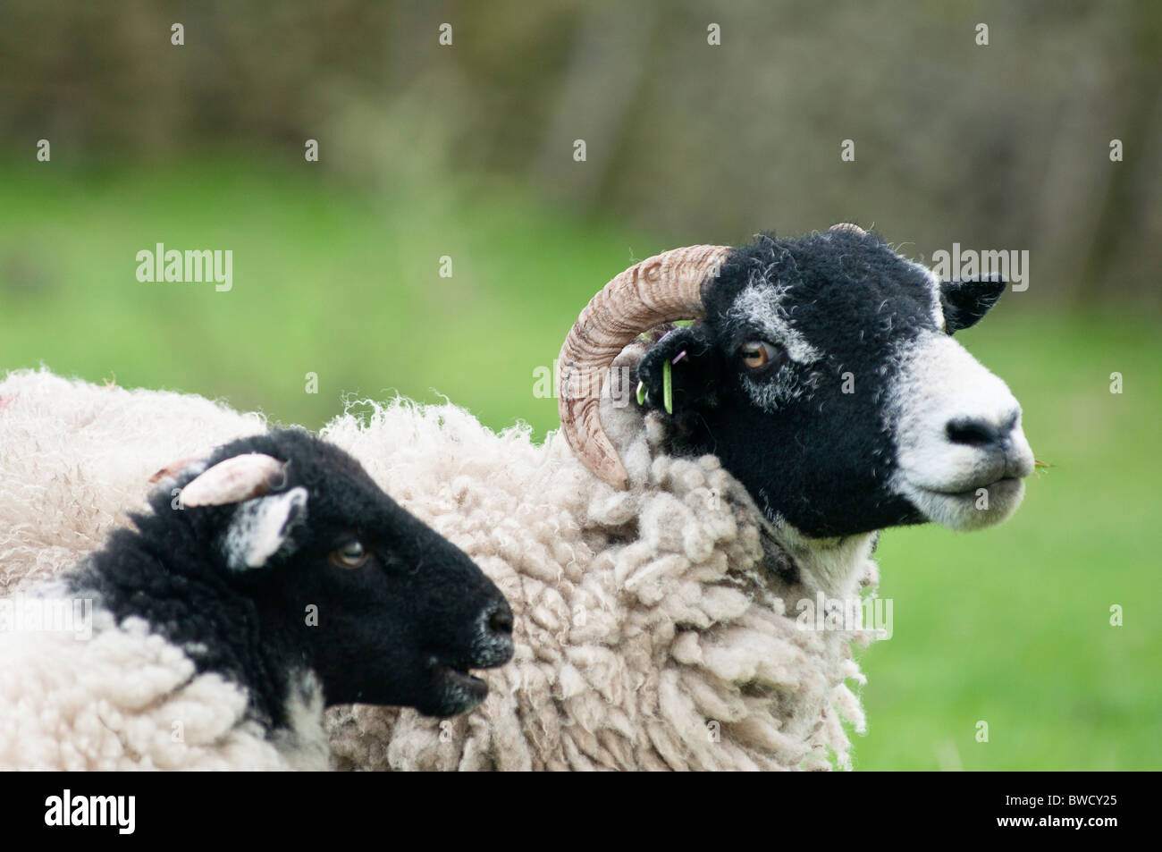 Father and son. A ram and a baby sheep in the Derbyshire Dales, UK Stock Photo