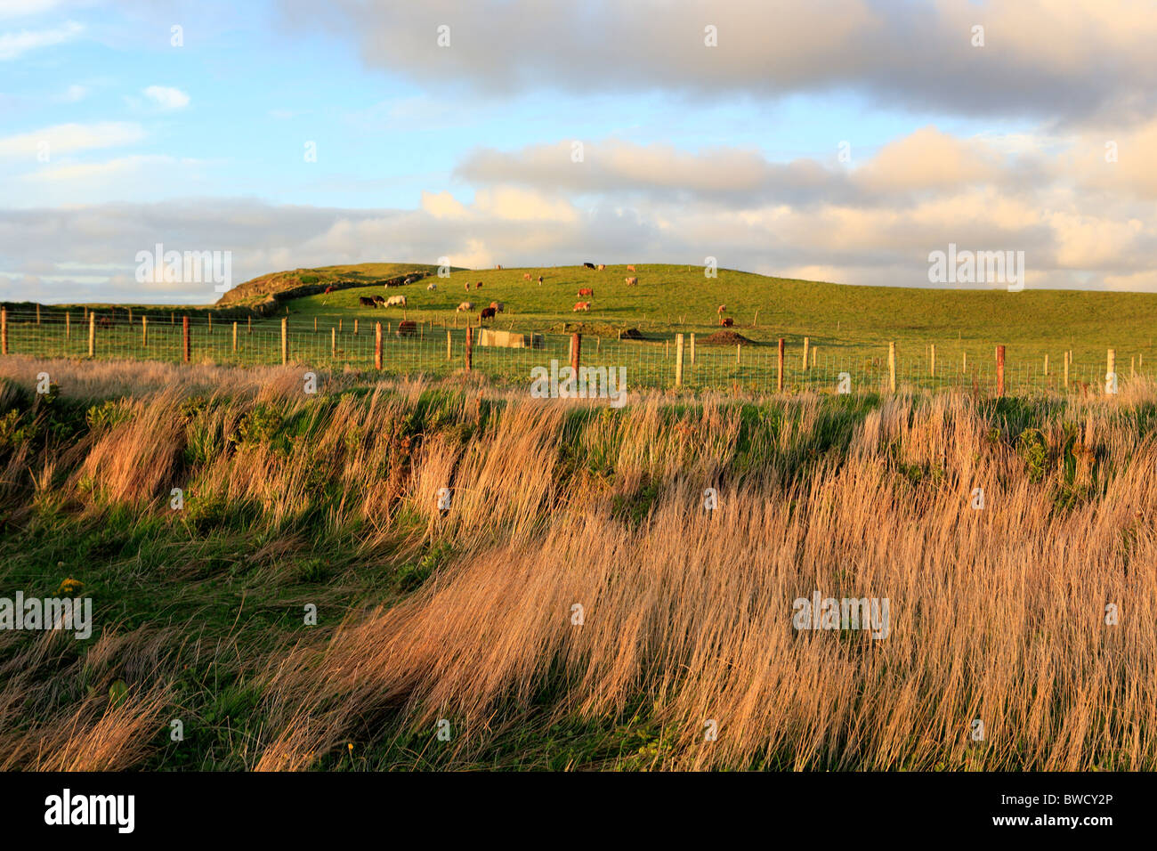 Cliffs of Moher, Clare county, Ireland Stock Photo