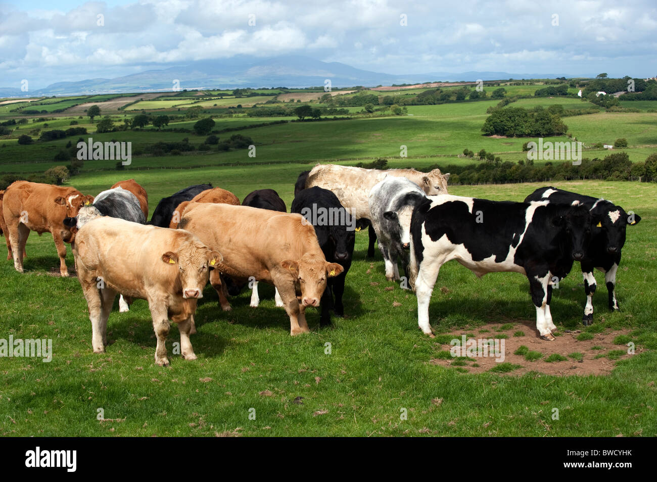 Beef Cattle Grazing In Pasture Cumbria Uk Stock Photo Alamy