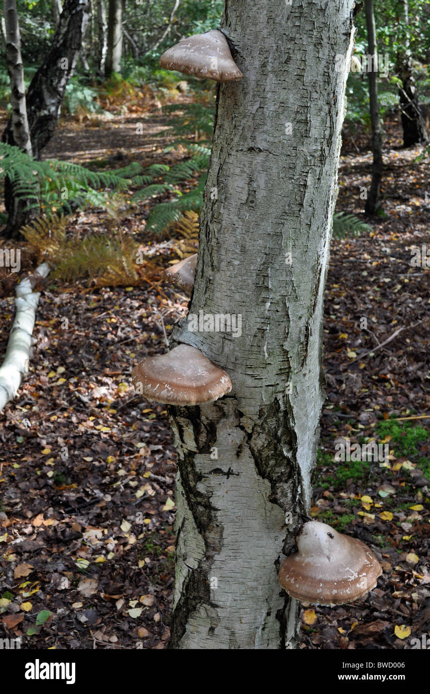 Tree Toad Stools Toadstools sprout from birch tree trunk Stock Photo - Alamy