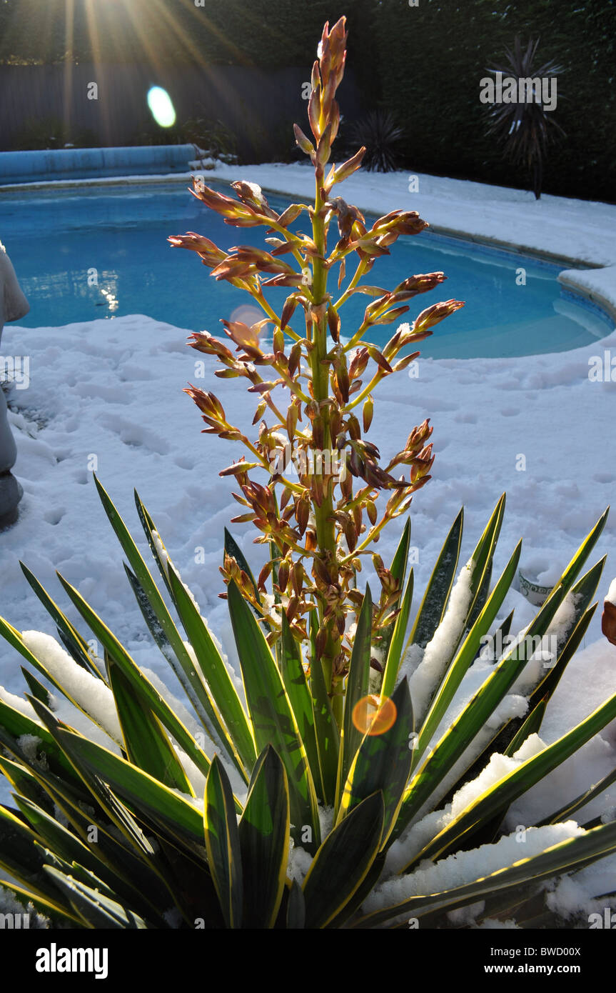 Variegated yucca flower head in winter Stock Photo