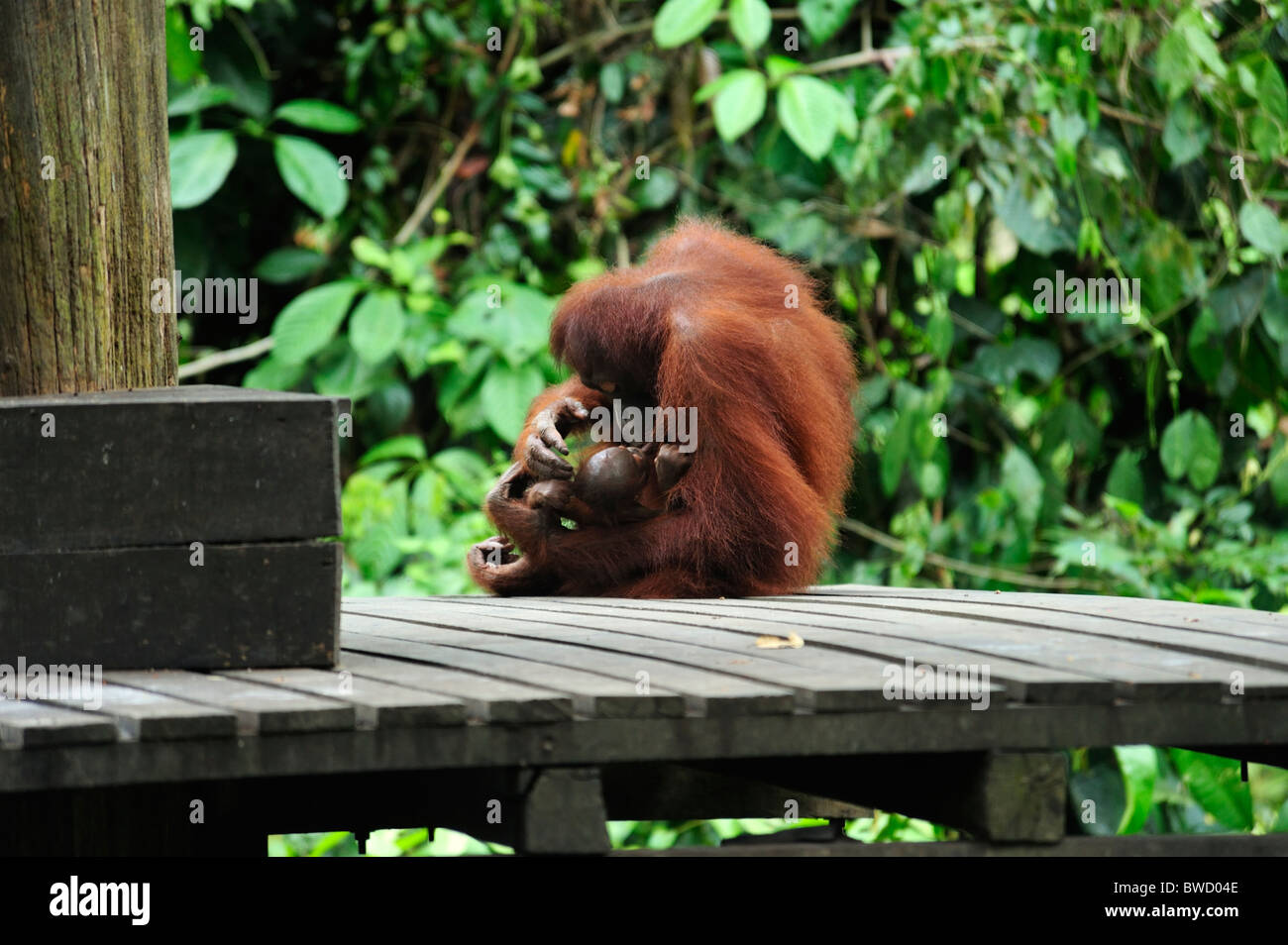 Female with young - Sepilok Orangutan Rehabilitation Centre near Sandakan in north-east Sabah Stock Photo