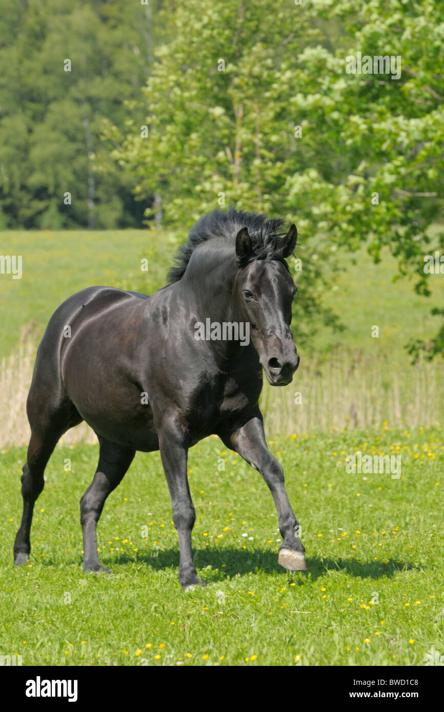 New Forest pony galloping in the field Stock Photo