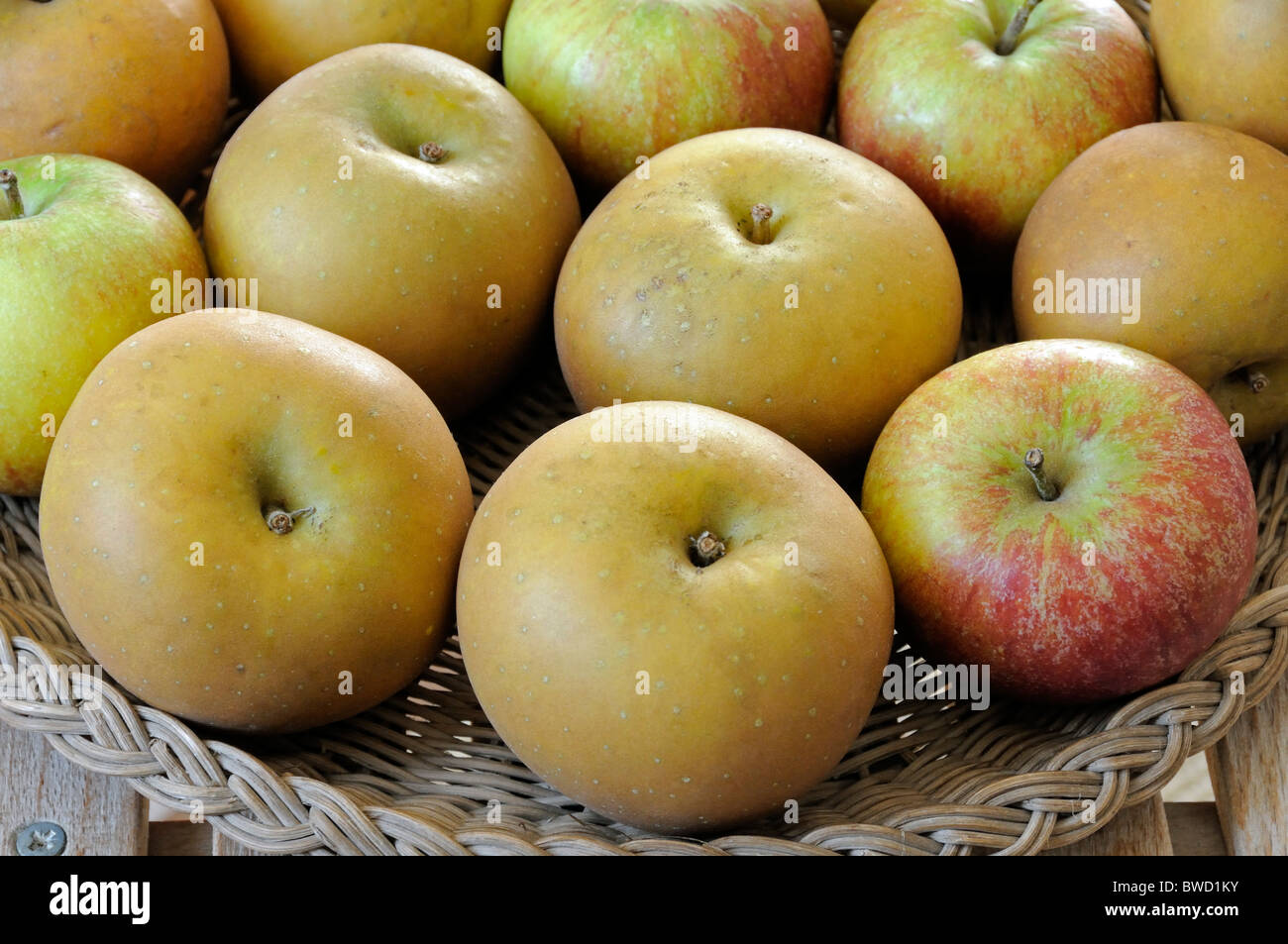 Egremont Russet and Cox Apples in basket Stock Photo
