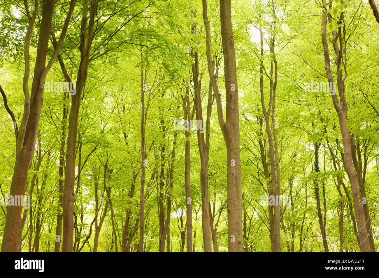 Friston Forest; East Sussex; England; Great Britain Stock Photo