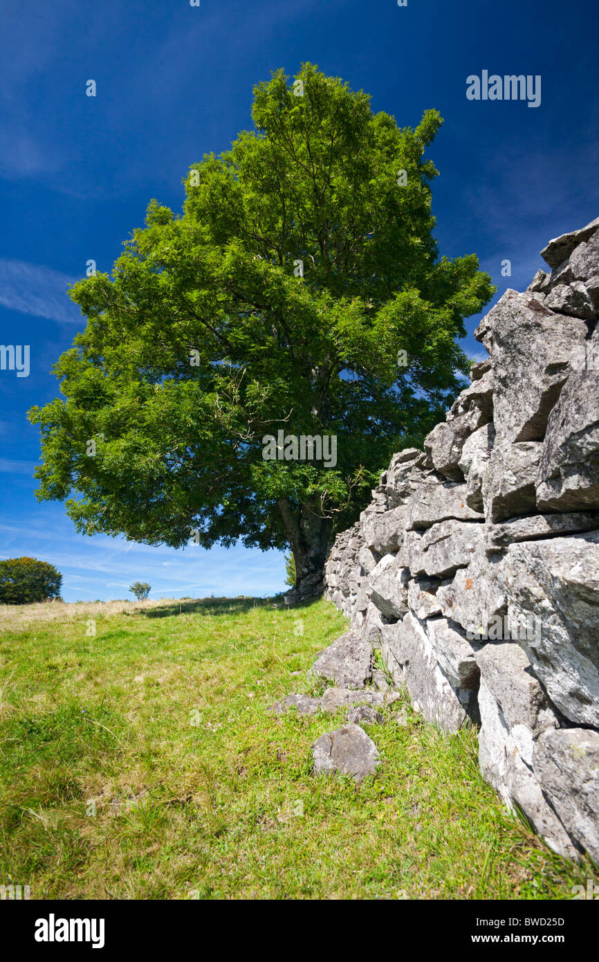 In Summer, a common ash tree in front of a dry-stone wall (Auvergne - France). Frêne devant un mur de pierres sèches (France). Stock Photo