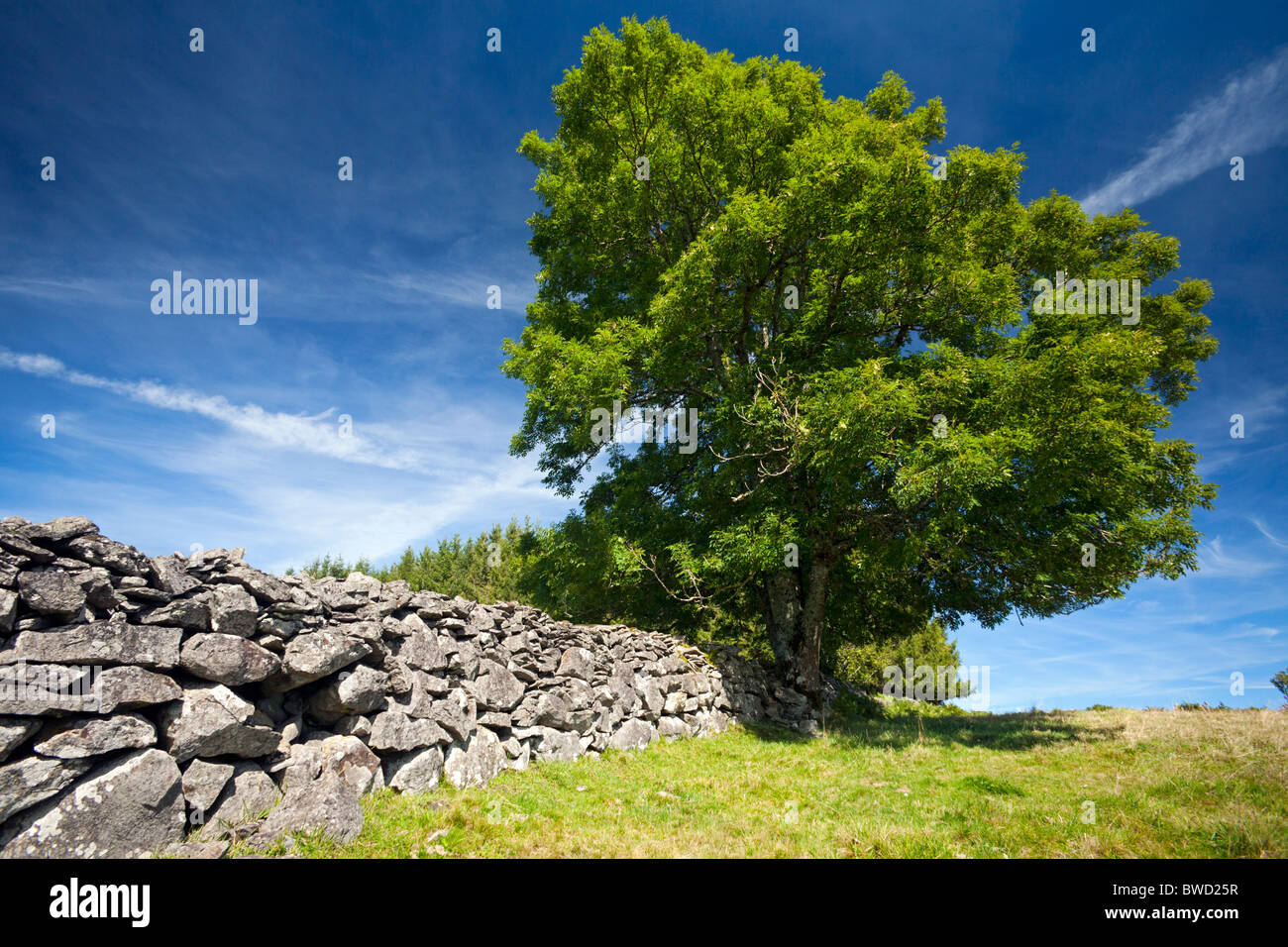 In Summer, a common ash tree in front of a dry-stone wall (Auvergne - France). Frêne devant un mur de pierres sèches (France). Stock Photo
