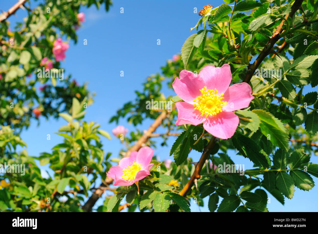 Rosa canina (Dog Rose Stock Photo - Alamy