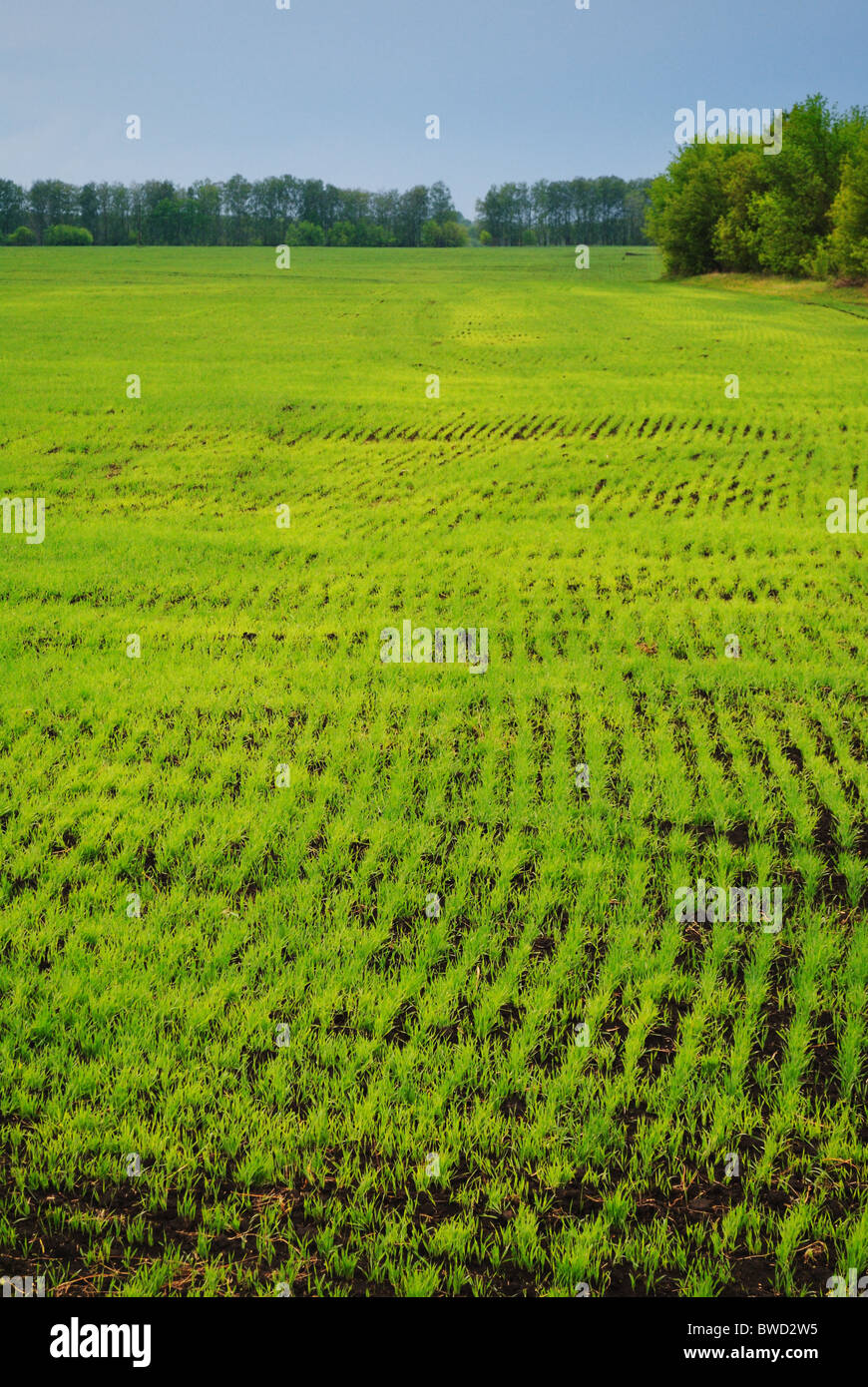 Crops growing in a spring field Stock Photo Alamy