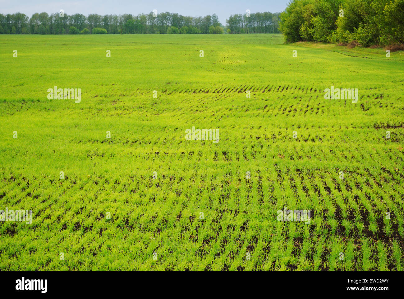 Crops growing in a spring field Stock Photo Alamy