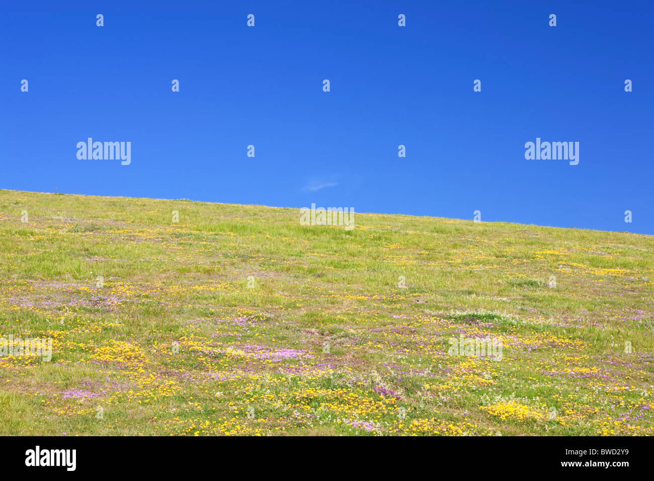 Flowers on the South Downs; East Sussex; England, Great Britain Stock Photo