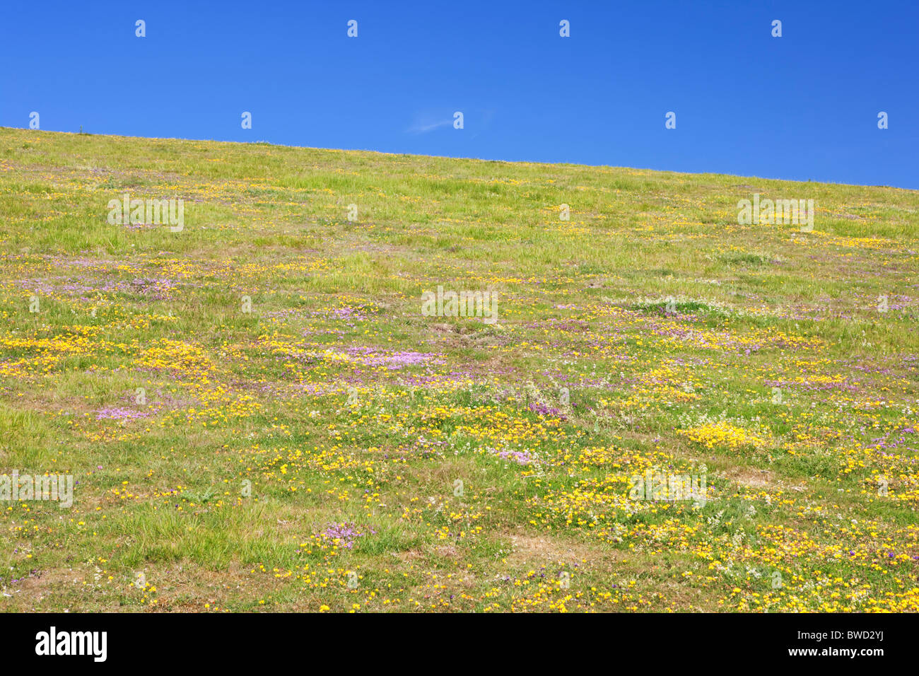 Flowers on the South Downs; East Sussex; England, Great Britain Stock Photo