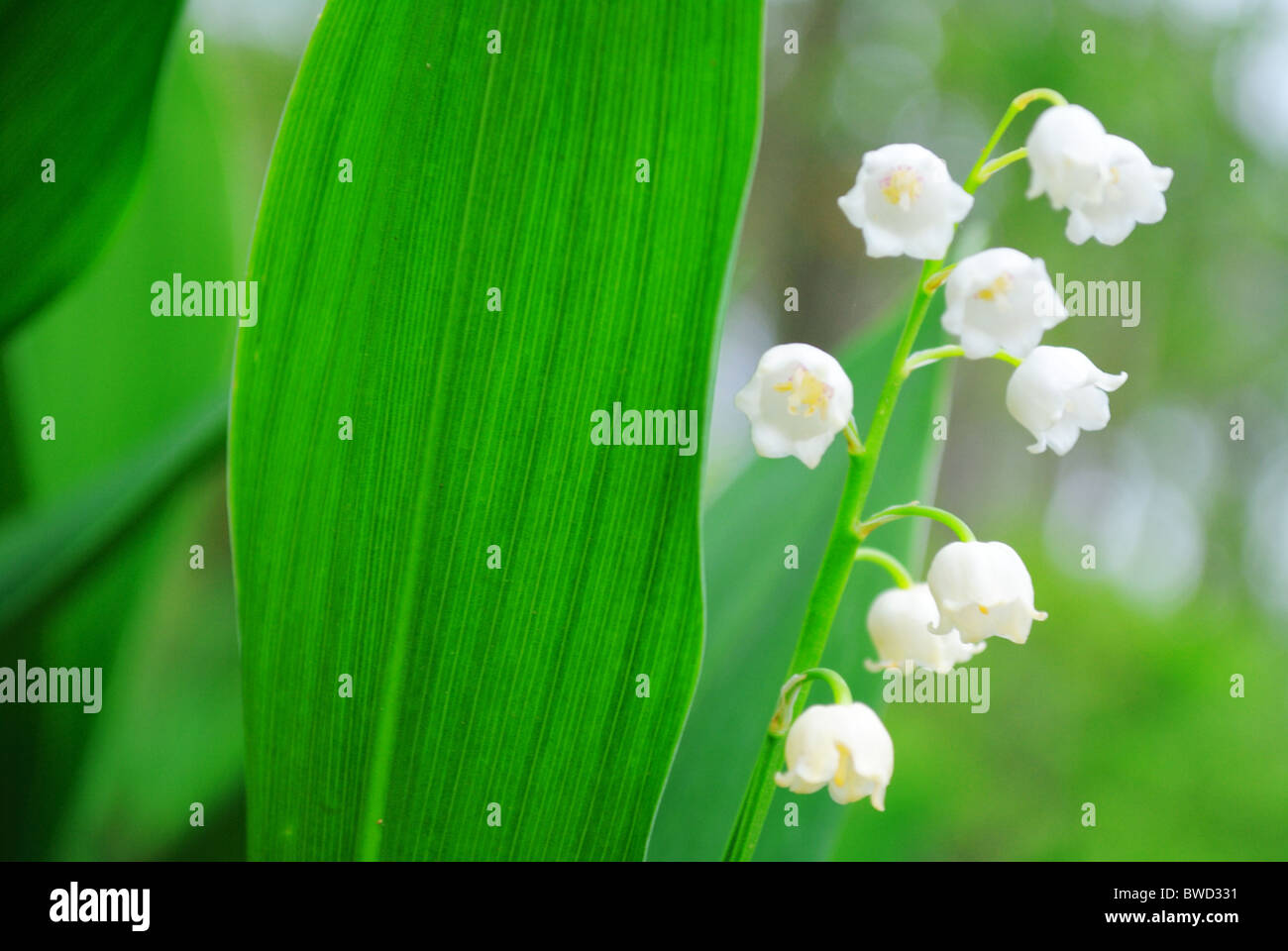 Lily of the valley bush hi-res stock photography and images - Alamy