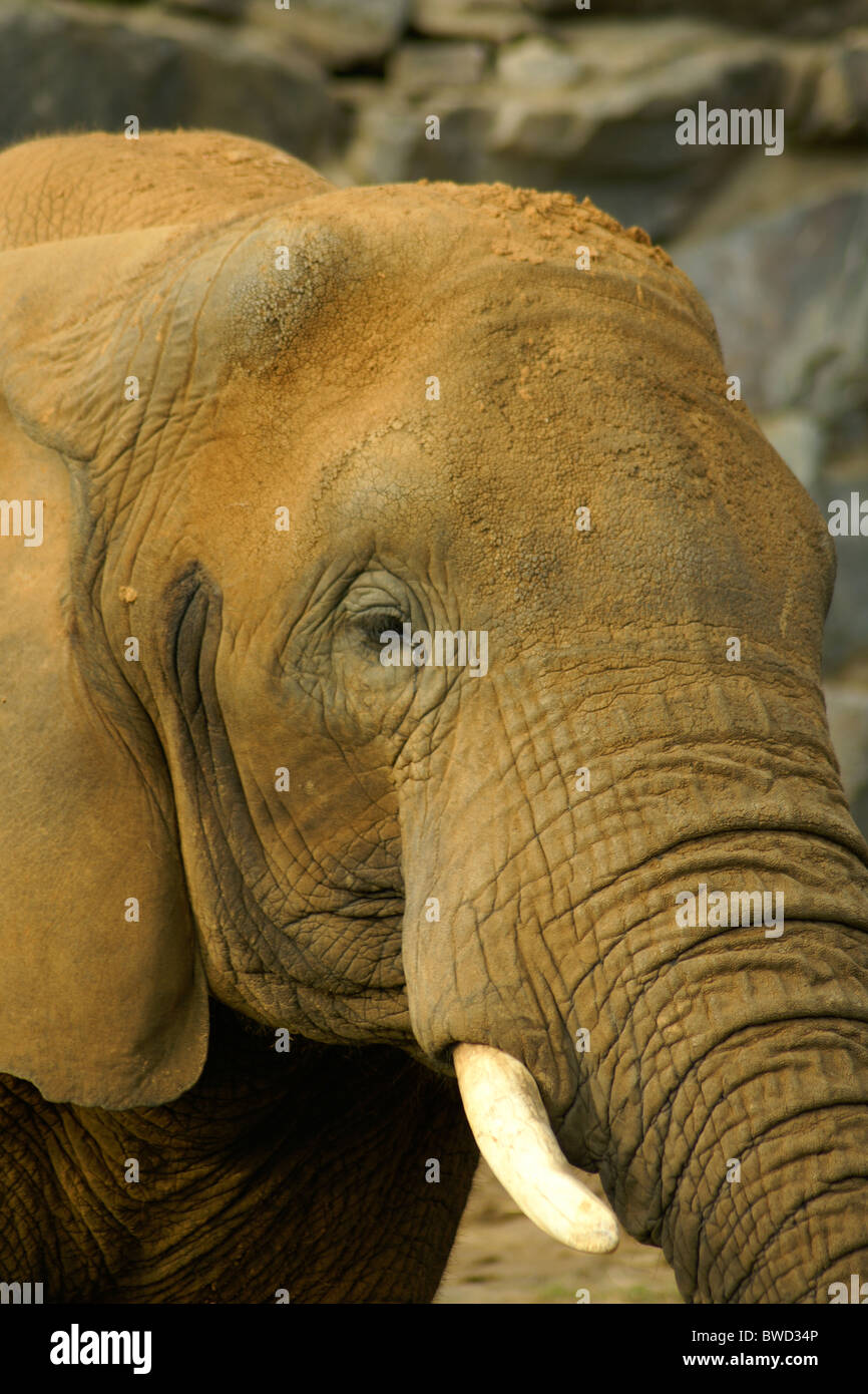Colchester zoo hi-res stock photography and images - Alamy
