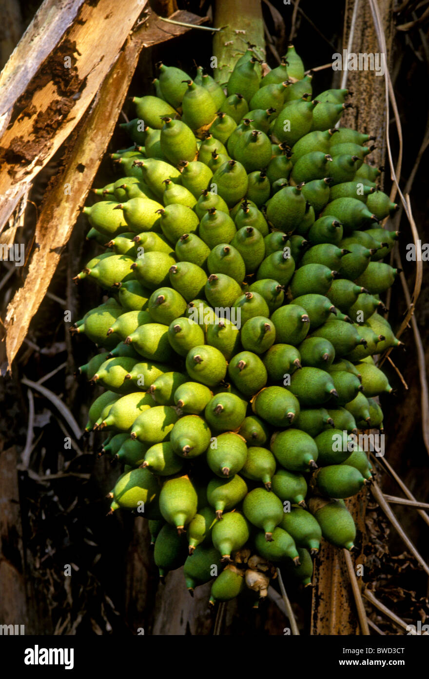 Attalea phalerata, palm nut, palm nuts, Caiman Ecological Refuge, Pantanal, Mato Grosso, Mato Grosso do Sul State, Brazil, South America Stock Photo