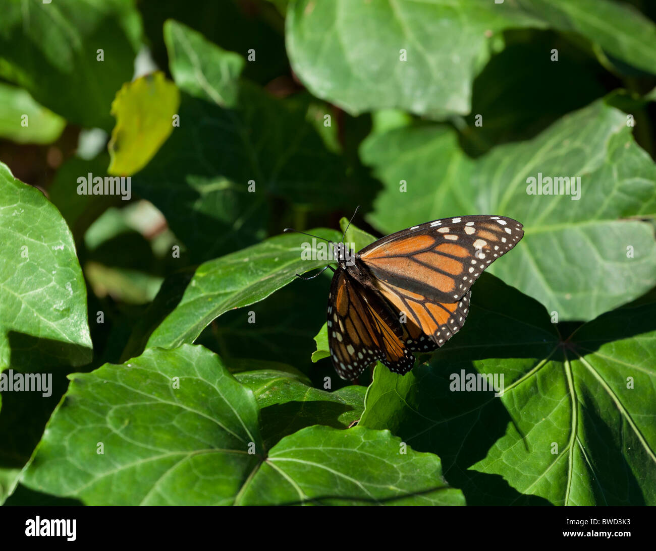 Monarch butterflies photographed in their setting at Ellwood Preserve