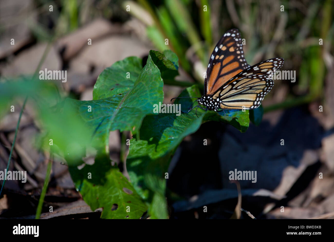 Goleta monarch butterfly preserve hires stock photography and images