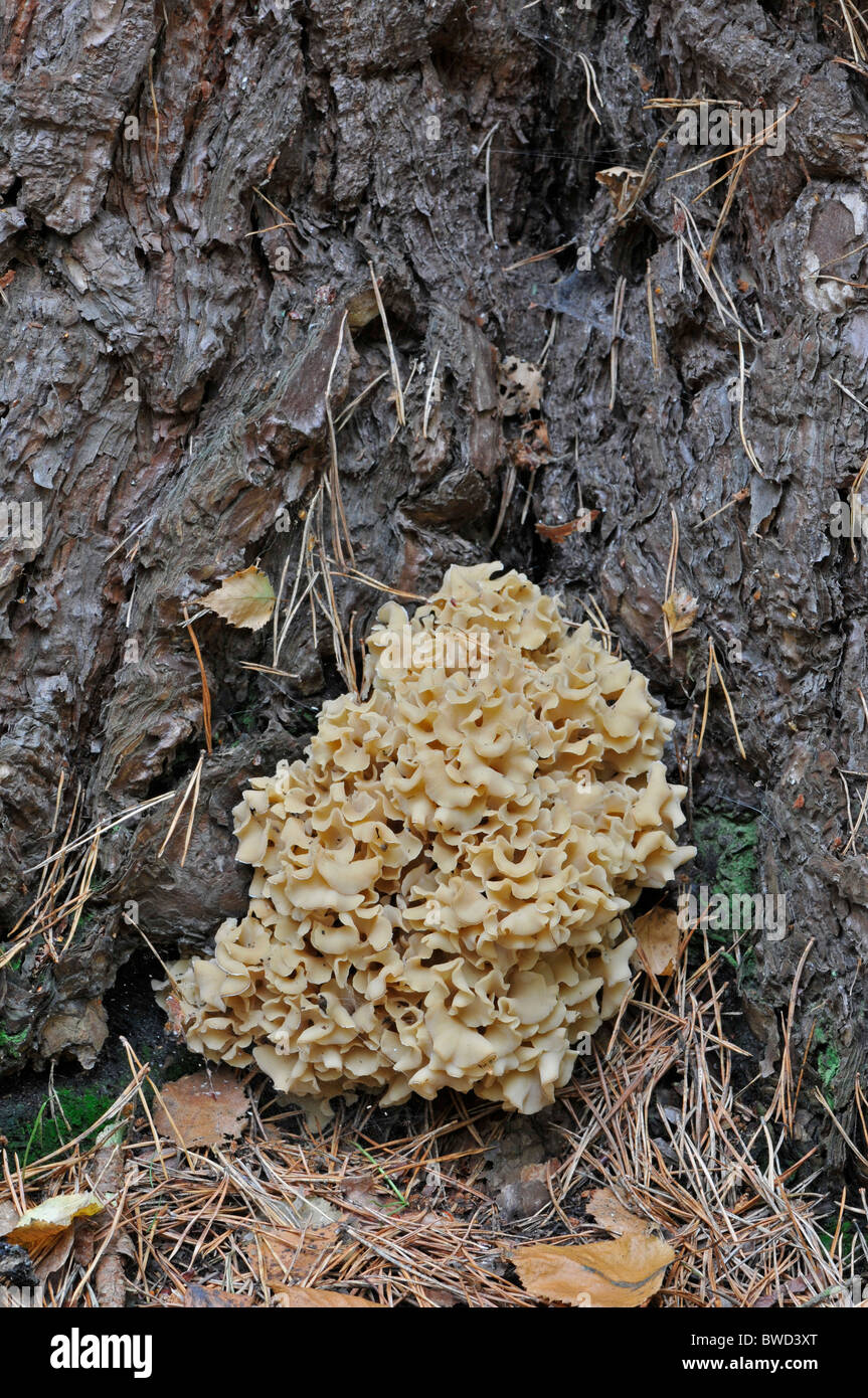 Cauliflower Fungus: Sparassis crispa. Parasitic on pine tree. Surrey, October Stock Photo