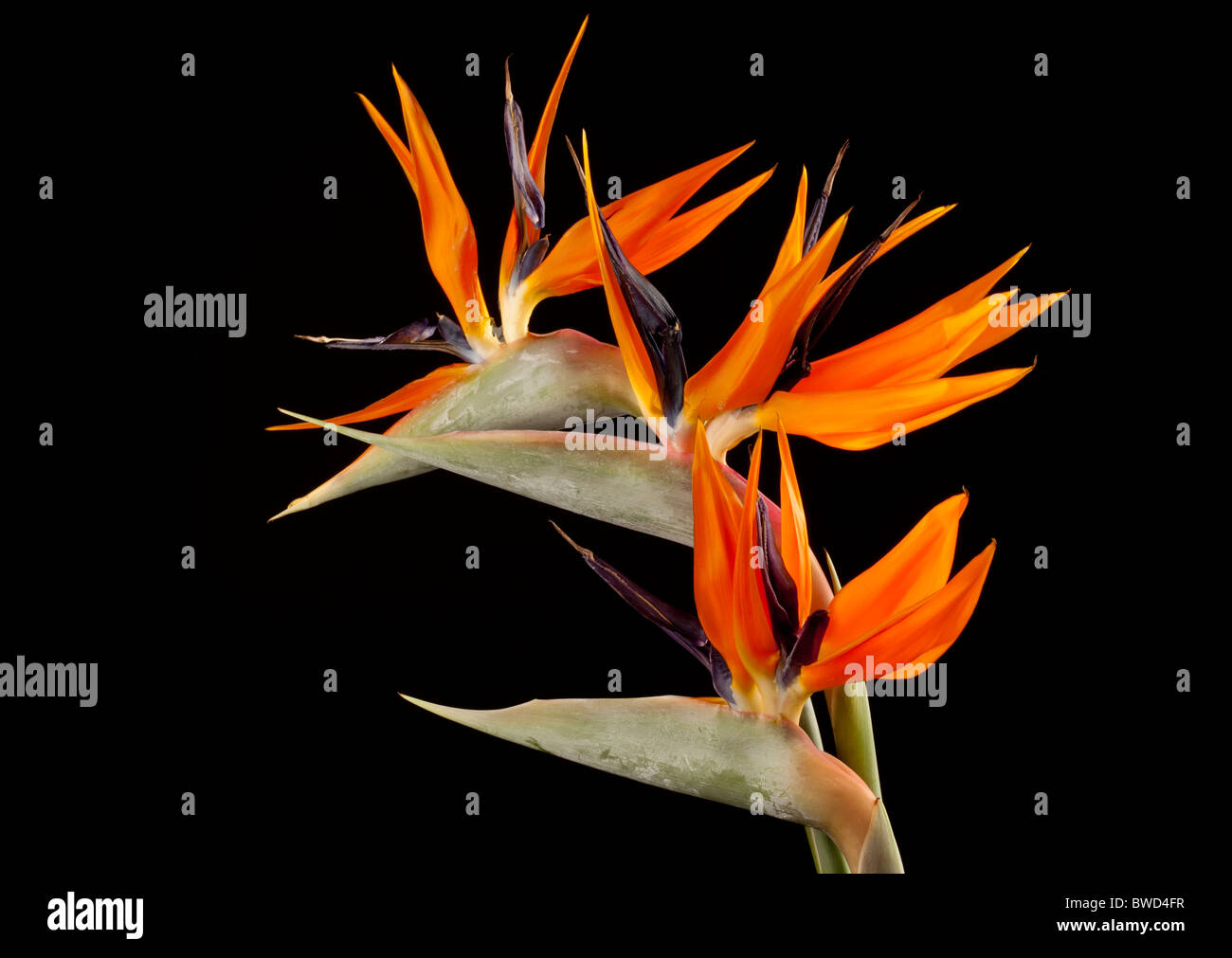 Three 'Bird of Paradise' flowers 'Strelitzia Reginae' Stock Photo