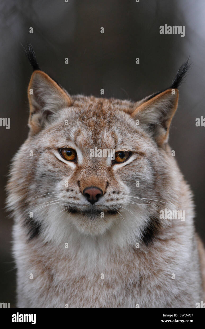 Portrait of European Lynx Stock Photo