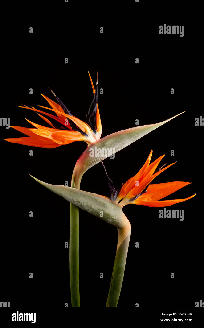 Two Bird of Paradise (Strelitzia Reginae) flowers Stock Photo