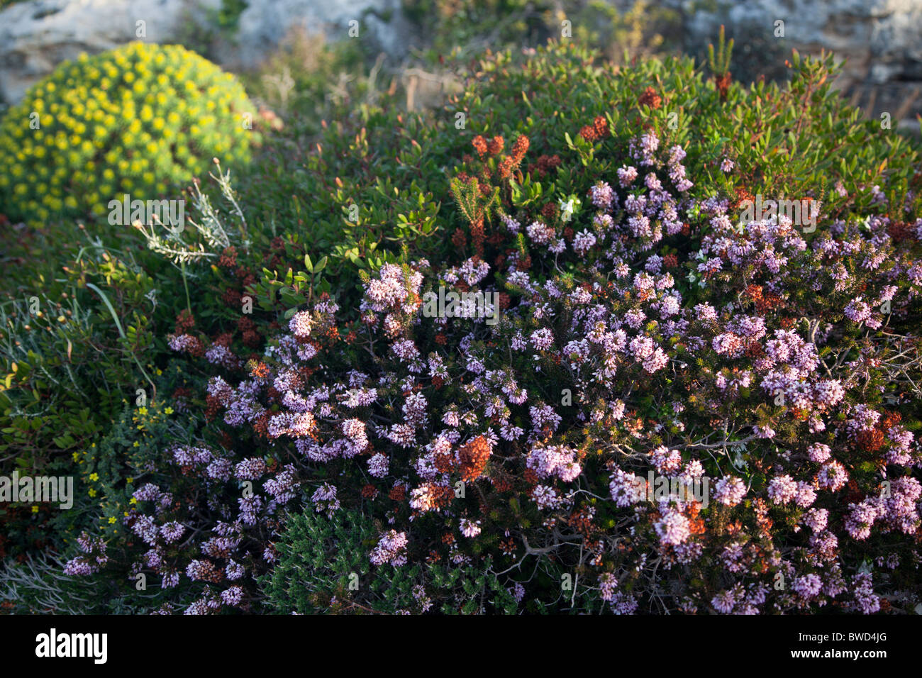 A Mediterranean heath flowers in early spring in Malta. Stock Photo