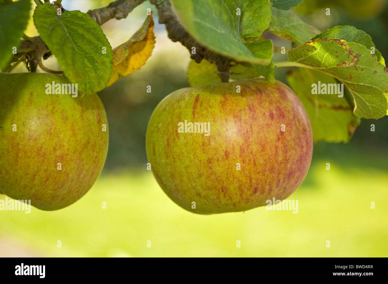 Apple ready to be picked Stock Photo Alamy