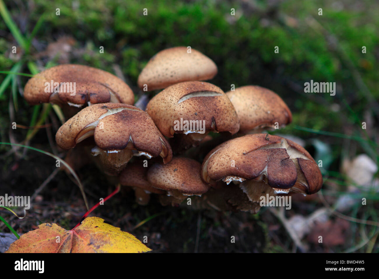 Mushrooms growing wild in the Gatineau Park, Quebec, Canada on October