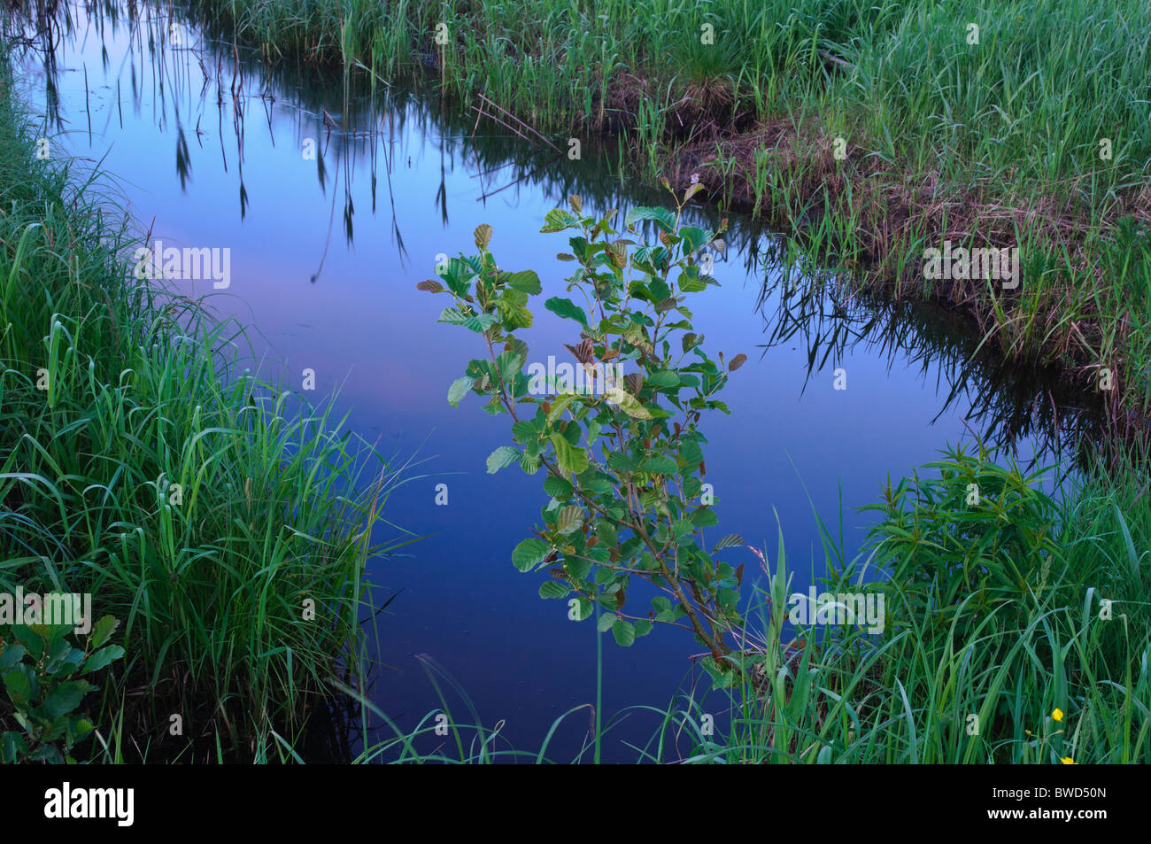 Young black alder Alnus glutinosa on a bank of drainage ditch Stock Photo
